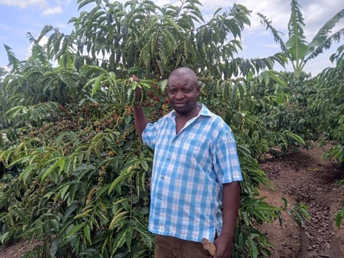  Coffee: UCDA supports Hoima Farmer in harvesting coffee cash